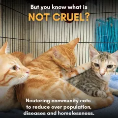 This is what "not cruel" looks like. These community cats are resting safely after their neutering surgery. By preventing overpopulation, we stop the cycle of homelessness, disease, and starvation. This simple act is one of the kindest things we can do for them.
