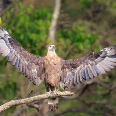 A majestic Palla's Fish Eagle perches with its wings spread wide, drying them in the morning sun at Corbett National Park. This powerful pose highlights the impressive wingspan and commanding presence of this formidable raptor.