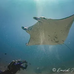 A graceful manta ray performs an underwater ballet. We frequent known manta cleaning stations and feeding grounds, giving you the chance to witness these intelligent creatures up close as they interact with the reef and our divers.