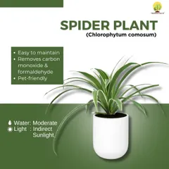 The Spider Plant is one of the easiest and most adaptable houseplants. It's great at removing indoor air pollutants and is completely pet-friendly, making it a worry-free choice for any home.