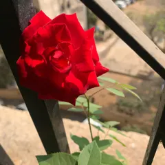 A perfect, deep red rose blooming in the sun. Roses can thrive in Mumbai balconies with the right care and sunlight.