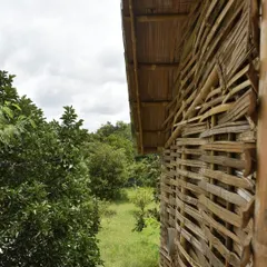 The exterior of a completed bamboo wattle wall before the daub is applied. This showcases the intricate and strong lattice framework created by weaving bamboo strips.