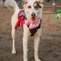 This stylish indie dog, Rui, was the winner of our fashion show. Dressed in a cute red and pink outfit, she completely stole the show with her confidence.