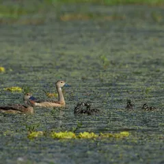 A family of Lesser Whistling Ducks, with the parents carefully guiding their ducklings through the water. Capturing family interactions is always a heartwarming experience.