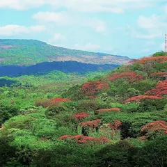 A panoramic sweep of Mumbai's National Park from the 1990s. The vivid scarlet blooms of the Gulmohur tree stand in the foreground, with the forested wilds stretching to the park's highest point.