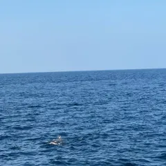 A lucky sighting of dolphins playing in the open ocean during one of our boat trips. These are the magical, unscripted moments we cherish.