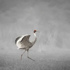 The Sarus Crane, the tallest flying bird in the world, is known for its graceful courtship dances and lifelong pair bonds. This image, with its selective color, highlights the bird's elegant form against the misty backdrop of Bharatpur.