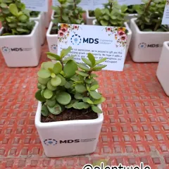 A close-up of a Jade plant in a white pot branded for 'MDS Engineering Solutions'. A custom-printed card is placed behind it, showing how we can include personalized messages with your gifts.