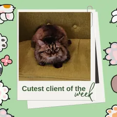 Meet our cutest feline client of the week! This fluffy cat is looking extra soft and majestic after a thorough brushing and grooming session.