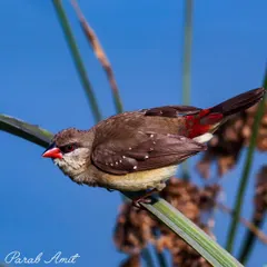This Red Munia, another name for the Red Avadavat, is perched against a deep blue background, making its ruby-red feathers pop. It's a fleeting whisper of color in the wild.