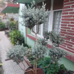Another view of the Texas Sage topiary. It's a very popular ornamental plant because it can be easily shaped and is drought-tolerant once established.
