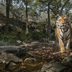 A resident male tiger patrols his territory along a dry riverbed. Tigers are solitary and highly territorial; documenting their routes and scent-marking habits is crucial to understanding their use of the forest and its corridors.