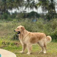 A majestic golden retriever enjoying the open space. Our expansive lawn provides plenty of room for dogs to explore and just be dogs.