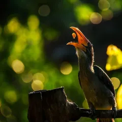The Malabar grey hornbill, caught in a magical morning light at Thattekad, Kerala. This bird is an "indicator species," vital for seed dispersal and the health of the forest. Its declining numbers are a cause for concern, highlighting the fragile balance of our ecosystems.