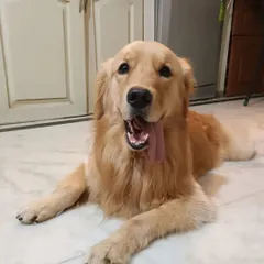 This is the gorgeous Flukey boy, a Golden Retriever with a tongue that tells you just how happy he is. He's all smiles after a good play session in our home.