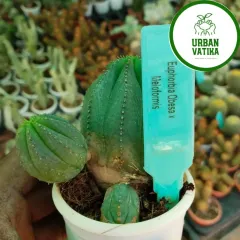 An exotic Euphorbia Obesa x Meloformis, a very rare and interesting succulent that looks like a small, striped ball.