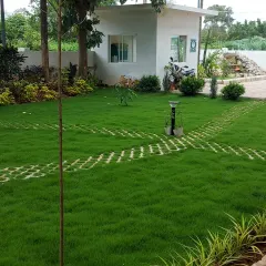 A newly installed lawn using permeable pavers for a driveway or path. The grass will grow through the gaps, creating a green and functional surface.
