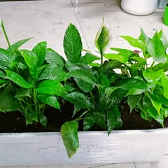 The Peace Lily (Spathiphyllum) is a popular choice for its elegant white flowers and air-purifying abilities. It thrives in low-light conditions, making it perfect for homes and offices.