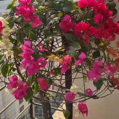 This multi-colored Bougainvillea welcomed me home on the New Year. I love how the vibrant pink and orange flowers are tangled together, creating a living firework display on the balcony.