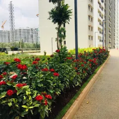 A close-up of a neatly planted hedge of red flowering plants lining a walkway, adding a touch of color and structure to the landscape of a residential complex.