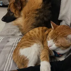 This is what true relaxation looks like. Jarvis the cat feels comfortable enough to nap right next to my German Shepherd, Pumpkin. I carefully manage all interactions to ensure every pet feels secure.