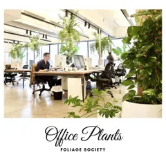 A well-designed office incorporates greenery to boost employee well-being and creativity. We specialize in office plant solutions, including hanging plants and floor planters, that improve air quality and make the workspace feel more alive.