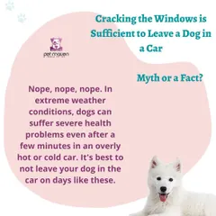 Myth vs. Fact: Is cracking a window enough when leaving a dog in a car? Absolutely not. We explain why even a few minutes in a car during extreme weather can pose a severe health risk to your pet.