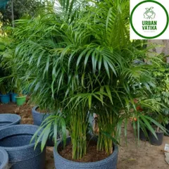 Another beautiful Areca Palm in a pot.