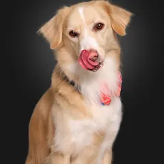 This is Bailey, an indie lab-spitz mix with the most expressive face. A simple studio portrait allows us to capture every detail, from her curious eyes to her unique coat.