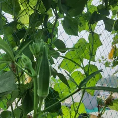 Fresh ladyfinger (bhindi) growing on the vine. You can see the health of the plant and the quality of the vegetable, all grown organically on a terrace.