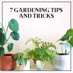 Here are seven of our top gardening tips and tricks. This collection of indoor plants, including a Philodendron and Maidenhair Fern, shows how different plants can thrive together with the right care.