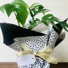 A gift should be full of life. This beautiful Monstera plant, wrapped in stylish black and white paper with a simple 'Hooray' tag, is a perfect example of my living plant gifts. It's a present that grows with you, perfect for any celebration.