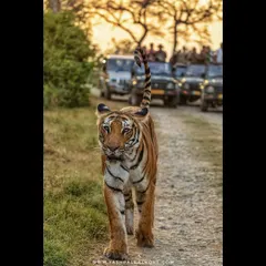 A tigress walks confidently down a jungle path, with a line of safari jeeps in the background. This image shows the immense draw of these magnificent animals and the responsible way we observe them on tour.