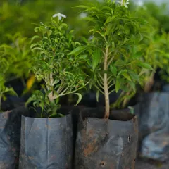 A collection of young saplings in nursery bags, including the fragrant Tabernaemontana, waiting to be planted in their new home.