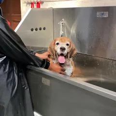 Scooby the Beagle is all smiles during his bath. A warm, sudsy wash is the first step to a clean and happy pup.