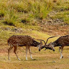 Two young Spotted Deer stags lock antlers in a playful fight. These sparring matches are practice for more serious battles over mates and territory when they get older.