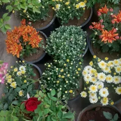 A selection of colorful Chrysanthemums (*Guldavari*) and other seasonal flowers. These are perfect for adding a burst of color to your garden in the cooler months.