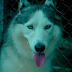 Another portrait of a handsome Husky, a breed known for its playful and energetic personality.