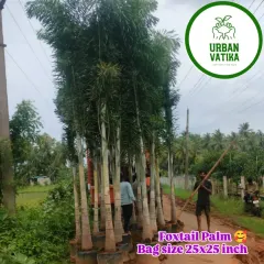 For large-scale landscaping projects, I supply mature trees like these Foxtail Palms, ready for delivery and installation across Delhi NCR.