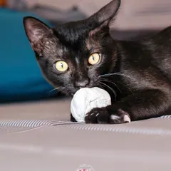 A black cat intensely focused on its paper ball toy. These moments of focused play make for great, dynamic photos.
