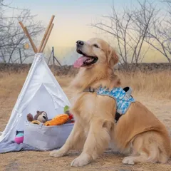 Capturing the adventurous spirit of Archie the golden retriever during this outdoor lifestyle shoot in Pune. I create themed setups, like this fun camping scene, to tell a story that aligns with your brand's identity.