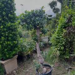 This is another example of a shaped topiary, with a unique, curved trunk. These plants are perfect for adding character and a touch of elegance to your garden pathways or entrance.