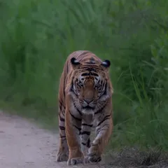 A male tiger, S-3, gives a powerful head-on stare as he walks down a jungle path in Pilibhit Tiger Reserve. Moments like these are a testament to the patience required in wildlife photography.