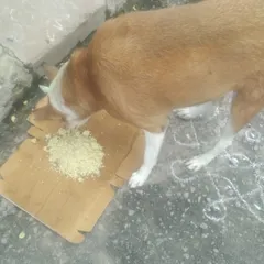 A dog eats food provided by Veena. Behind every happy dog on the street, there is often a quiet hero like her. Our Stray Dog Feeding Program supports these unseen activists.