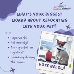 Relocating with a pet can be stressful. We're curious, what is your biggest worry? Is it the paperwork, pet anxiety, or something else?