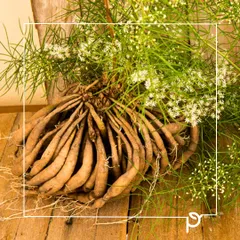 Here you can see the tuberous roots of the Shatavari plant, which give it the name "the plant with a hundred roots". This part of the plant holds its potent medicinal properties, making it a valuable addition to any wellness-focused garden.