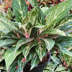 A close-up of a lush Aglaonema, or Chinese Evergreen. The beautiful patterns on its leaves, with splashes of pink and cream, make it a very popular decorative houseplant.