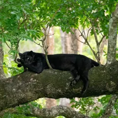 The ghost of Kabini. This is the famous black leopard, a phantom of the forest, resting among the monsoon greens. Tracking and photographing this elusive cat is one of the ultimate wildlife experiences, a challenge I relish sharing with fellow enthusiasts.
