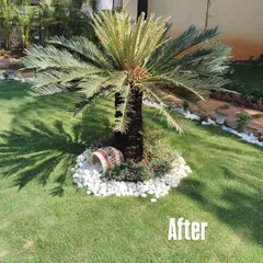 This simple yet elegant 'After' shot demonstrates the power of a focal point. By adding a single Sago Palm and creating a feature bed with white river stones and small shrubs, I completely elevated the look of this lawn, adding texture and interest.