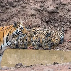 During the sacred days of Navratri, I was fortunate to witness this sight of nine pairs of tiger eyes. It instantly reminded me of Maa Durga and her nine divine forms worshipped during the puja. This is a perfect example of how the jungle speaks to our culture, a connection I explore in my writing and talks.